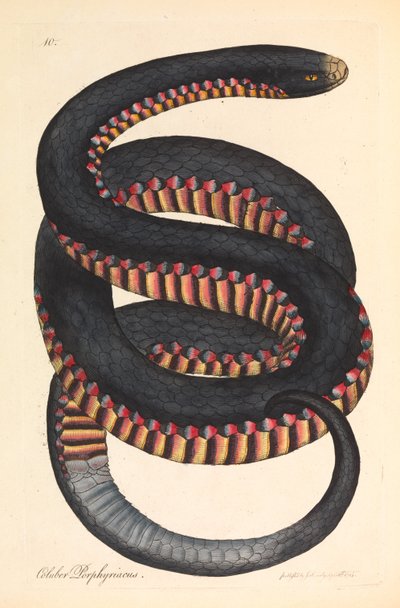 Crimson-sided Snake, Coluber porphyriacus by James Sowerby